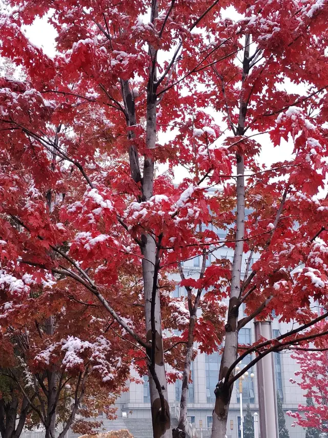 冰雪童話哈爾濱，第一場雪！