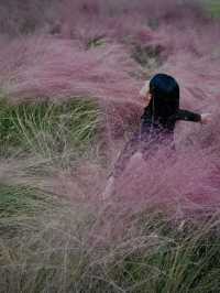 南京粉黛花海觀賞指南粉色仙境打卡攻略