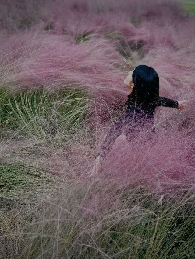 南京粉黛花海觀賞指南粉色仙境打卡攻略 南京粉黛花海觀賞指南粉色仙境打卡攻略