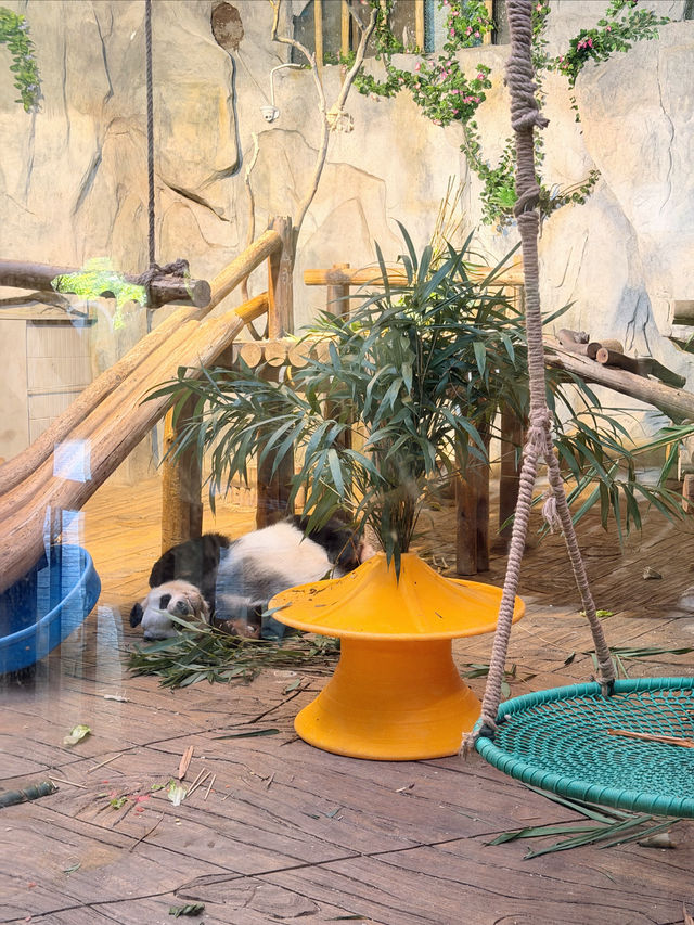 西麗動物園超詳細攻略