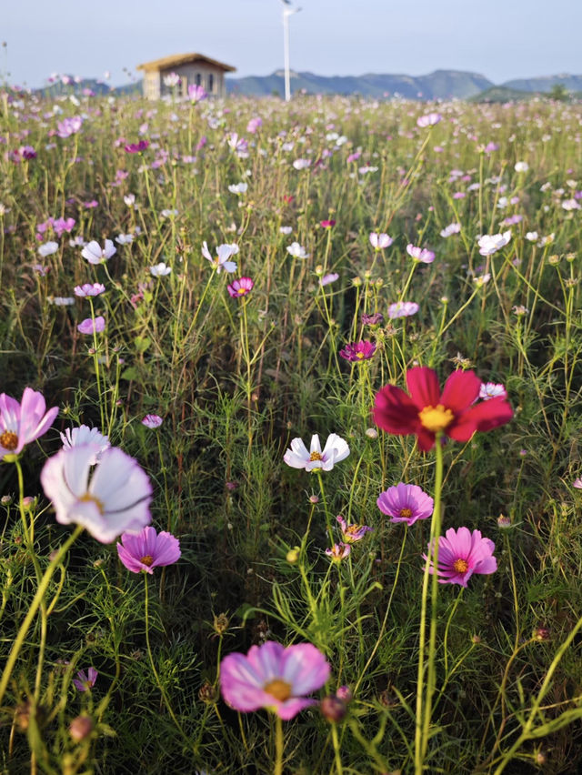 濟南丁子寨格桑花全攻略｜花海+日落的秋日浪漫範本
