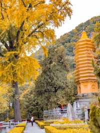 北京1.5h直達！乾隆32次踏足的仙山，秋日美成畫