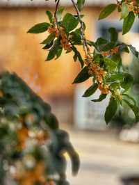 雨中桂花更芬芳