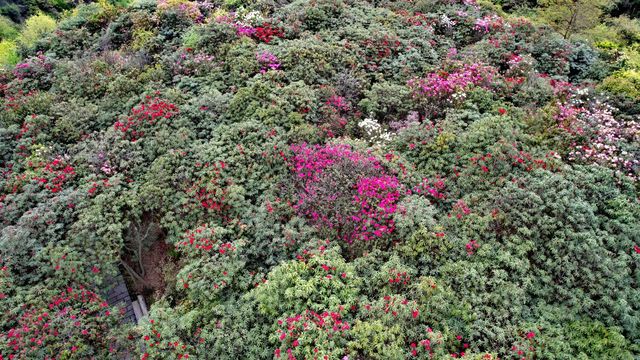 滇黔自駕遊(37)地球彩帶世界花園-百里杜鵑 滇黔自駕遊(37)地球彩帶世界花園-百里杜鵑
