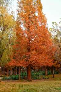 洛陽秋天所有的顏色都藏在隋唐植物園裡