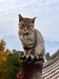 鎖死！南五臺的秋是中式美學天花板