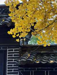 淄博白石洞11月遊玩攻略:邂逅千年銀杏之美