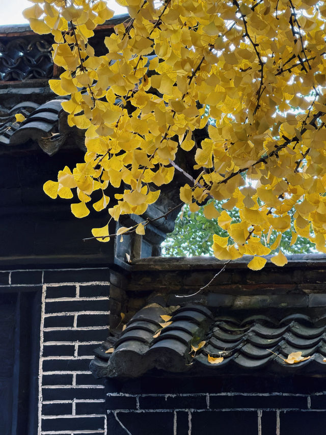 淄博白石洞11月遊玩攻略:邂逅千年銀杏之美 淄博白石洞11月遊玩攻略:邂逅千年銀杏之美