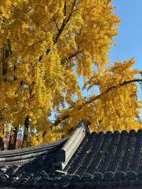 一城山水滿湖詩：邂逅金陵城下，最美玄武湖的秋天