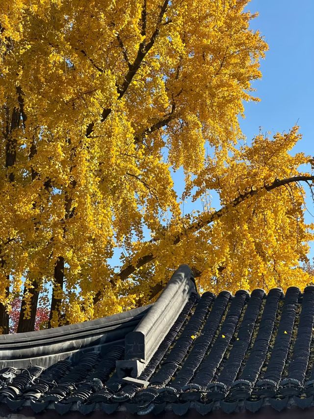 一城山水滿湖詩：邂逅金陵城下，最美玄武湖的秋天