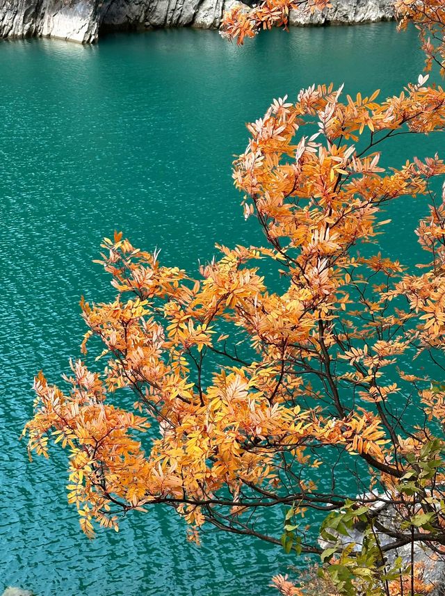 秋日松坪溝賞楓全攻略