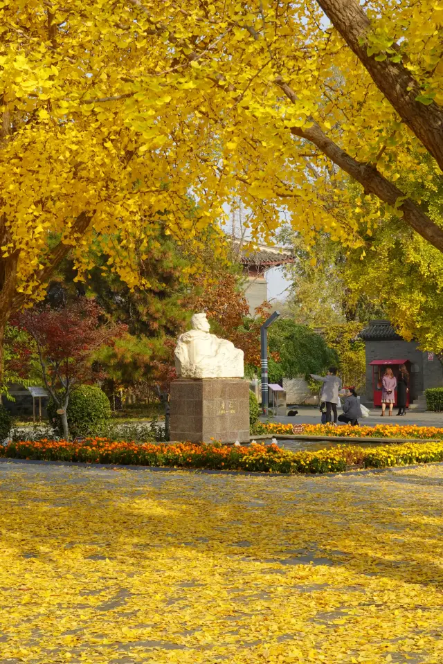 魯迅博物館的銀杏正當季 2025.11.12