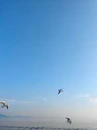 無錫鼋頭渚｜紅嘴鷗回歸季！這份觀鷗攻略請收好