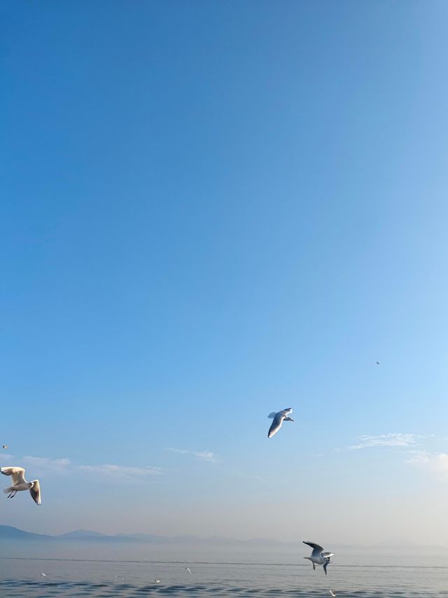 無錫鼋頭渚｜紅嘴鷗回歸季！這份觀鷗攻略請收好