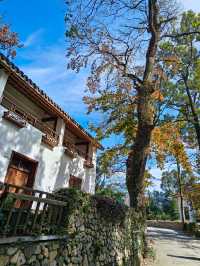 紅葉指南村！這片銀杏林美到犯規