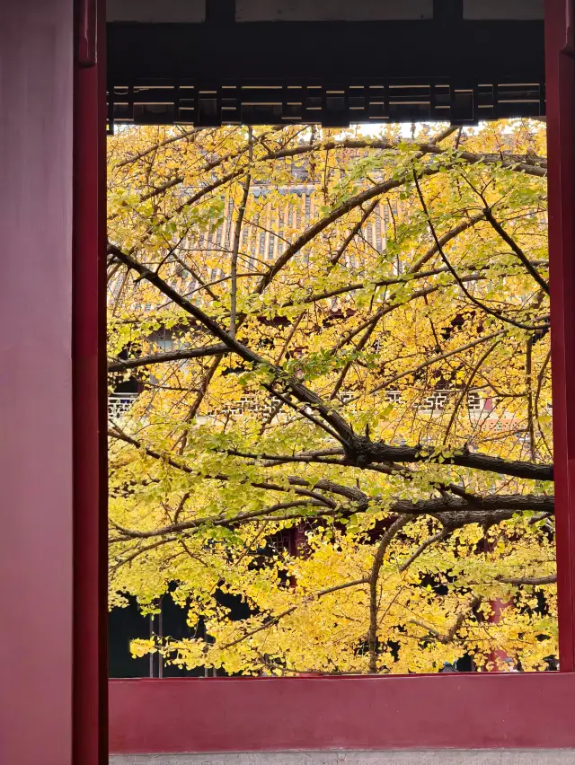 For this autumn-exclusive window, I made a special trip to Chongzhou