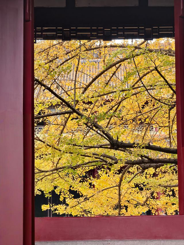 為了這扇秋日限定的窗，我專門去了趟崇州