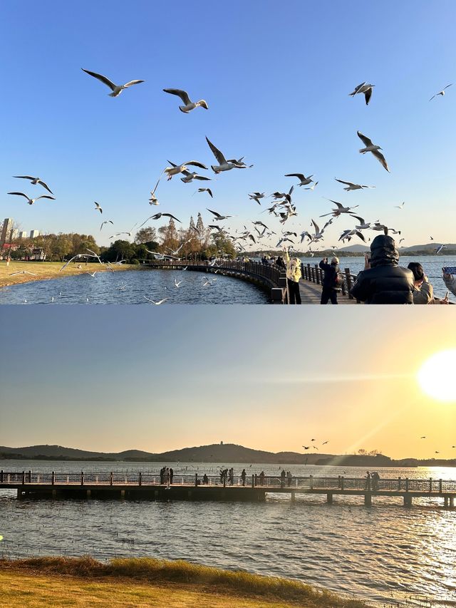 無錫免費躺平寶地！蠡湖渤公島逛吃一整天，紅嘴鷗+湖景絕了