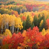 來一場說走就走的森林之旅吧