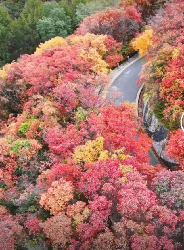 北國秋日仙境!紅葉谷絕美打卡攻略 北國秋日仙境!紅葉谷絕美打卡攻略