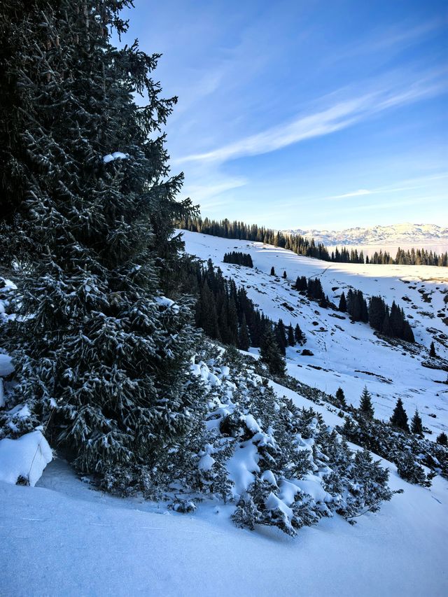 賽里木湖攀登記｜松樹頭，人生最驚險的下山路