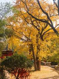 從來銀杏不負秋,原來銀杏最懂秋…