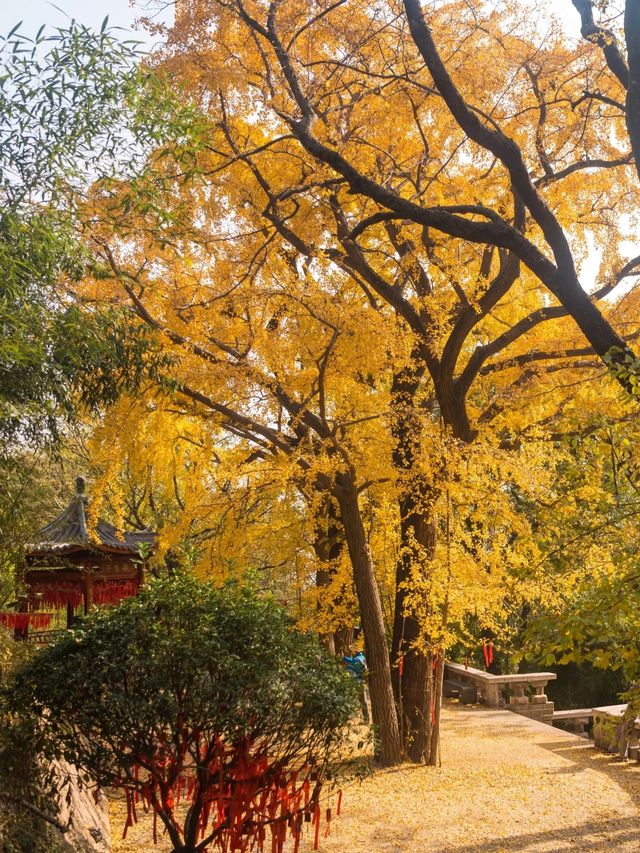 從來銀杏不負秋,原來銀杏最懂秋… 從來銀杏不負秋,原來銀杏最懂秋…