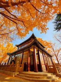 南京絕美銀杏大道曝光金色童話輕鬆get