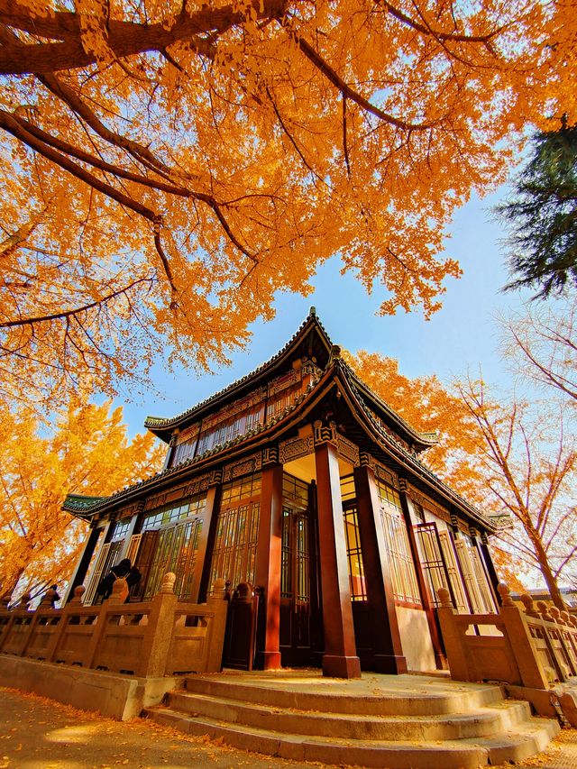 南京絕美銀杏大道曝光金色童話輕鬆get