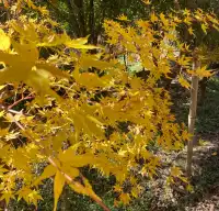 四明山蜘蛛嶺，秋日封神之作！