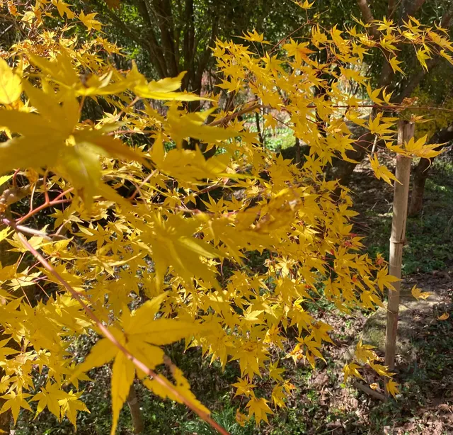 四明山蜘蛛嶺，秋日封神之作！