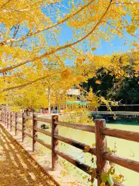 廣東賞秋好去處帽子峰林場賞銀杏攻略