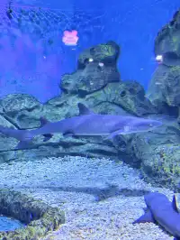 目測會成為泉州下一個No.1