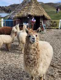 週末衝仰天湖剛好趕上霧淞收尾雙重驚喜