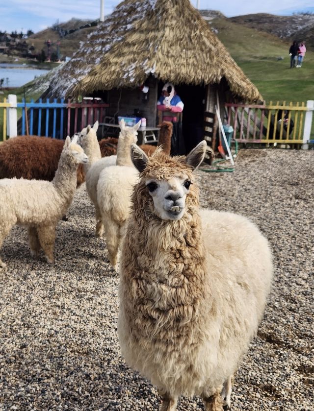 週末衝仰天湖剛好趕上霧淞收尾雙重驚喜 週末衝仰天湖剛好趕上霧淞收尾雙重驚喜