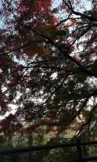 全屏打開莫干山的秋實況也太美了