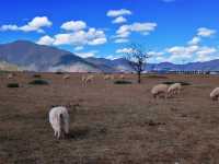 香格里拉3天2夜｜住香格里拉歸塵民宿高反退散！納帕海／獨克宗