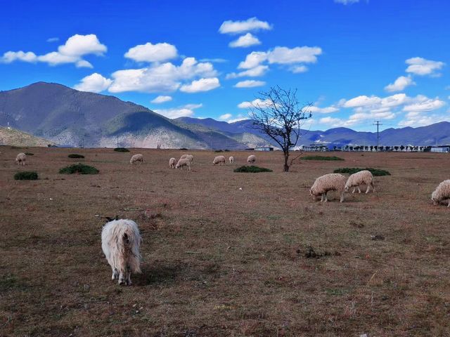 香格里拉3天2夜｜住香格里拉歸塵民宿高反退散！納帕海／獨克宗