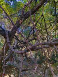 五磊山藏雲溪五磊寺環線賞秋