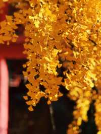 深秋南京,秒變被銀杏包圍的金陵