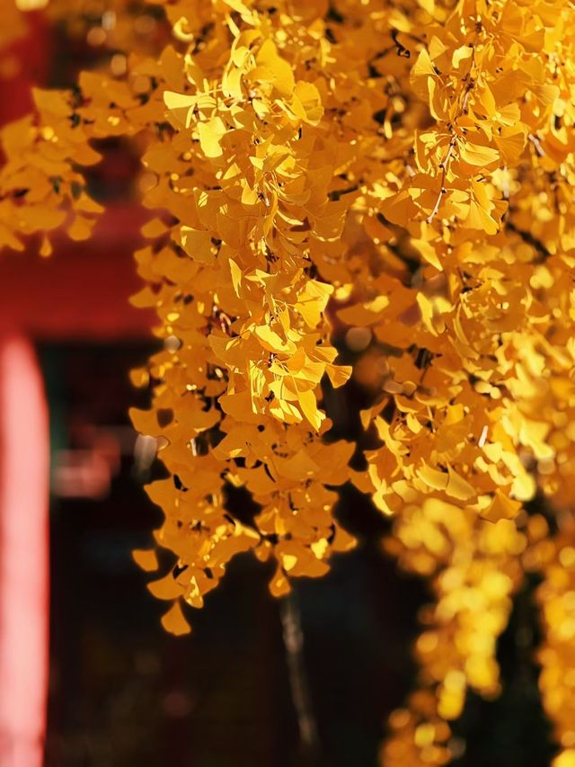 深秋南京,秒變被銀杏包圍的金陵 深秋南京,秒變被銀杏包圍的金陵