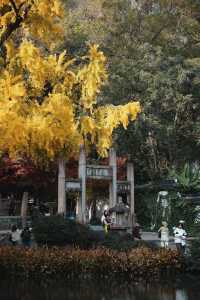 松下S9超絕濾鏡|亭林園銀杏簡直不要太出片