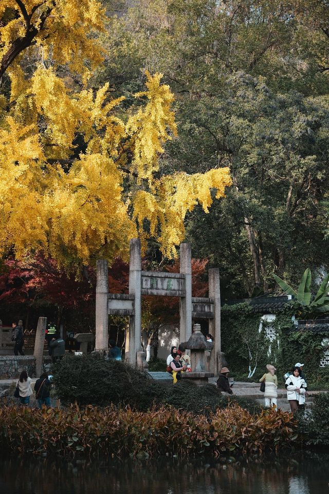 松下S9超絕濾鏡|亭林園銀杏簡直不要太出片 松下S9超絕濾鏡|亭林園銀杏簡直不要太出片