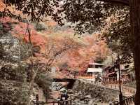 箕面公園|紅葉|箕面の滝