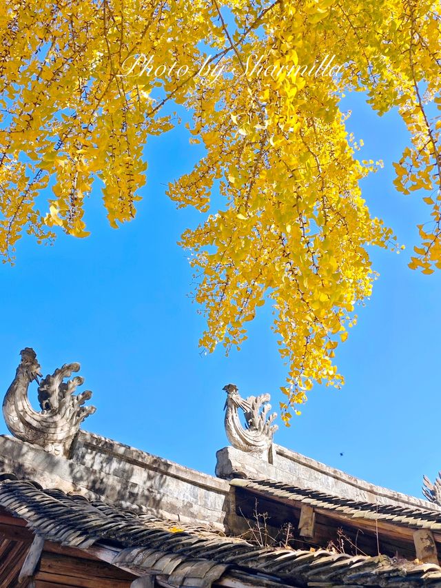 推薦溫州周邊賞銀杏的好去處 推薦溫州周邊賞銀杏的好去處