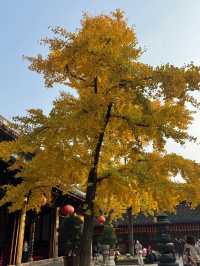 龍華寺的銀杏葉黃啦