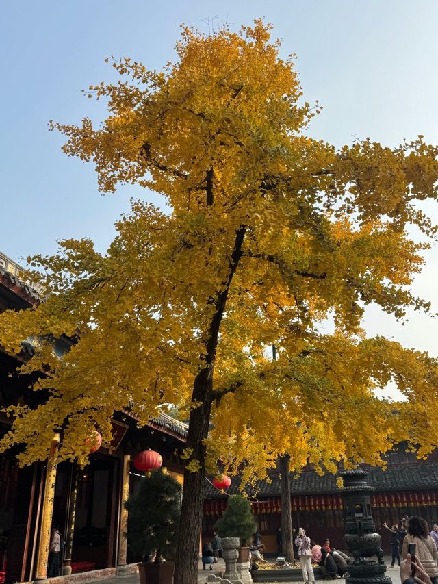 龍華寺的銀杏葉黃啦