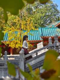 秋天的虞山公園真的太美了！