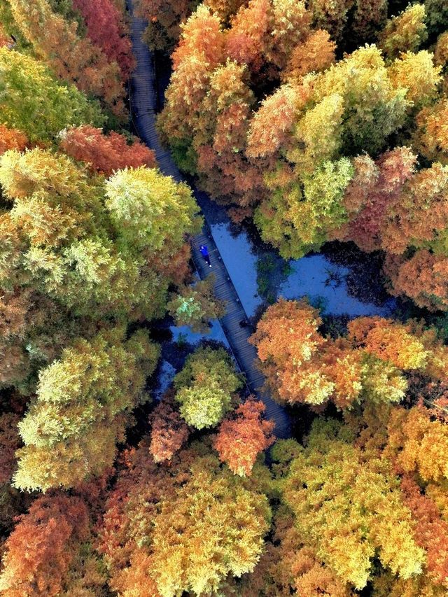 穿梭在杉林間,冬日的詩意與浪漫 穿梭在杉林間,冬日的詩意與浪漫