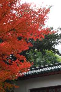 又到了武漢這個公園最美的時候